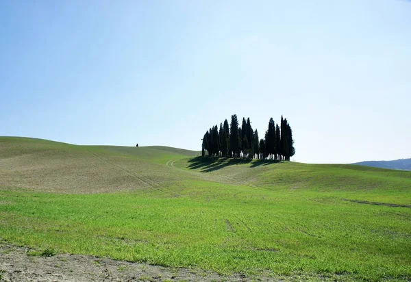 Groene Toscaanse Landschap Met Cipressen — Stockfoto
