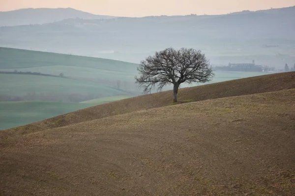 Uma Árvore Solitária Campo Toscana — Fotografia de Stock