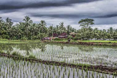 Pirinç tarlalarında dramatik bir şekilde çalışan adam.