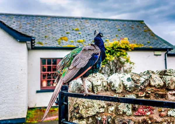 Paon assis sur la clôture avec maison britannique sur un fond — Photo