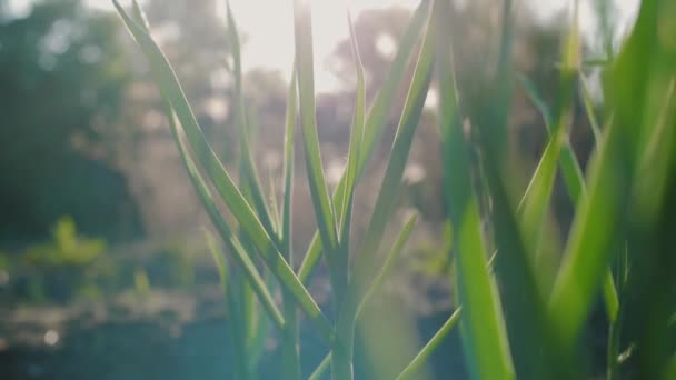 Tallos verdes frescos de cebolla o ajo en huerta . — Vídeos de Stock