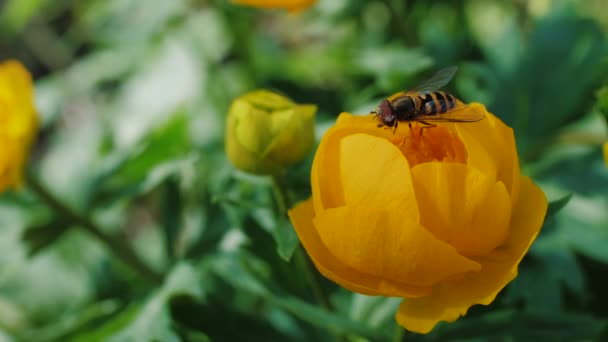 Μέλισσα γονιμοποιεί ένα κίτρινο λουλούδι στον κήπο. Μικρή μέλισσα συλλέγουν σκόνη λουλουδιών. — Αρχείο Βίντεο