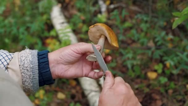 As mãos limpam o boleto de cogumelos com a faca. Catador de cogumelos moagem cogumelo — Vídeo de Stock
