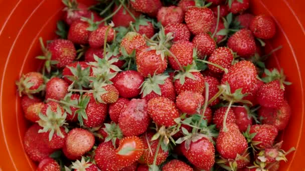 Deliciosas fresas rojas maduras cayendo en una canasta . — Vídeos de Stock