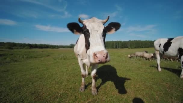 Nieuwsgierig zwart-wit koe snuffelcamera op groene weide — Stockvideo