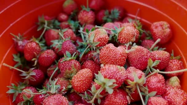 A bogyókat egy kosárba öntik. Vörös érett szamóca beleesik a vödörbe — Stock videók