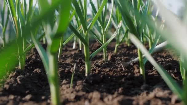 Farmář kopat půdu na záhonu zelené cibule. Ruční orba. — Stock video