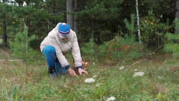 Пожилая женщина собирает грибы в осеннем лесу . — стоковое видео