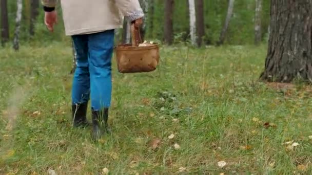 Сборщик грибов с корзиной гуляет по осеннему лесу в поисках грибов — стоковое видео