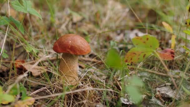 Cogumelo comestível com tampa marrom entre grama e folhas secas na floresta de outono — Vídeo de Stock