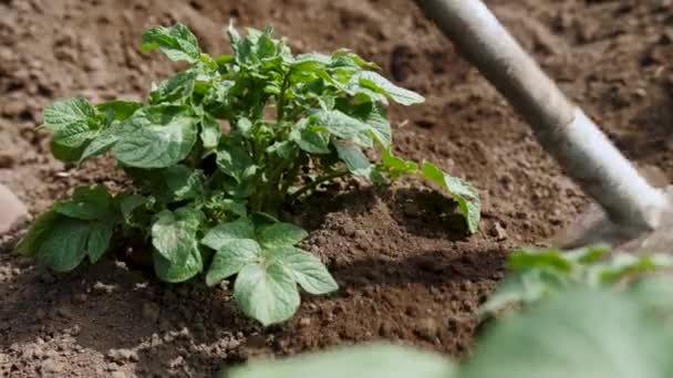 Tuinman met schoffel het kweken van groene planten. Aardappelen. — Stockvideo