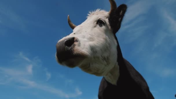 Primo piano del pascolo di mucca bianca e nera nel prato sullo sfondo del cielo — Video Stock