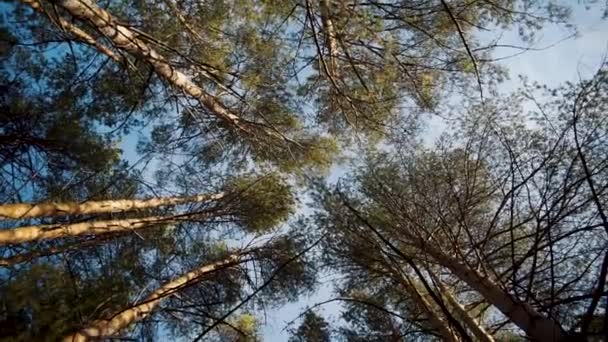 Περιστρεφόμενη οπτική λήψη των ψηλών κορυφών των δέντρων που υψώνονται πάνω — Αρχείο Βίντεο