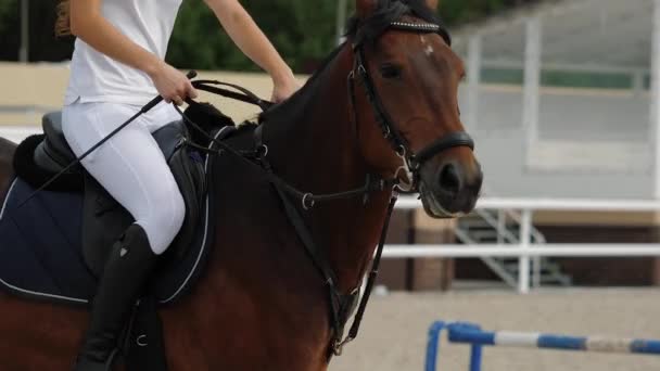 Νεαρή γυναίκα ιππέας ιππασία ισχυρό καφέ άλογο σε ιππικό διαγωνισμό — Αρχείο Βίντεο