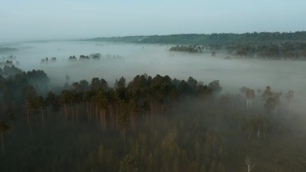 Latanie nad wierzchołkami lasu sosnowego na łąkę wczesnym mglistym rankiem — Wideo stockowe