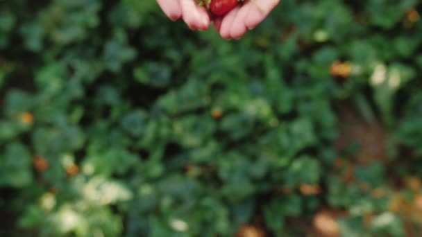 Mani femminili con una manciata di fragole mature Raccolta biologica sana in giardino — Video Stock