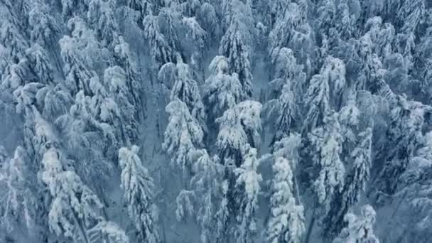 Fliegen über winterliche Waldbäume. Schnee bedeckte Bäume von oben, bewölkter Abend. — Stockvideo