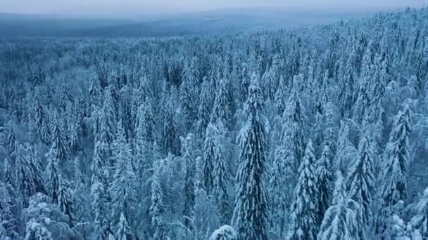 Voando sobre árvores de abeto nevadas. Floresta congelada de inverno à noite nublada . — Vídeo de Stock