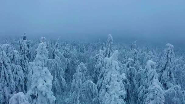 Aerial over snow covered spruce treetops during snowfall. Cloudy winter forest. — Stock Video
