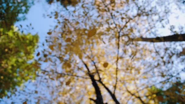 Gelbe Birkenblätter fallen im Herbstwald, Zeitlupe — Stockvideo