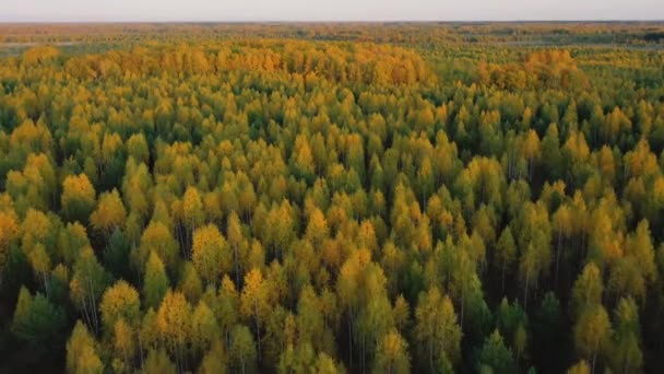 Paisaje aéreo de colorido bosque otoñal con árboles verdes amarillos — Vídeos de Stock