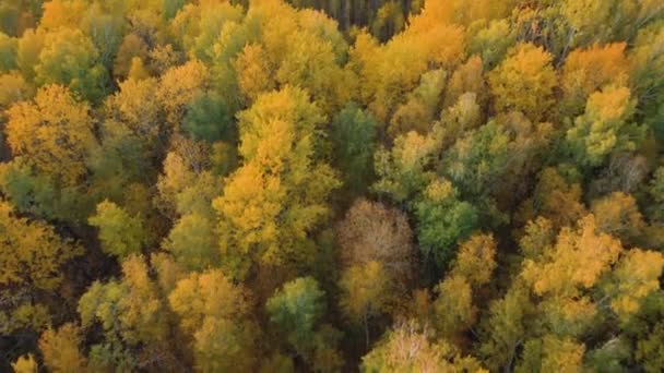 Widok z powietrza na jesienny las liściasty z zielonymi i żółtymi drzewami. — Wideo stockowe
