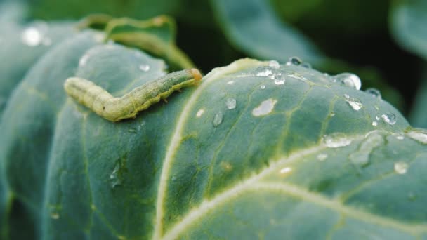 Rups kruipen op een blad kool met waterdruppels. Vermin verpest het gewas — Stockvideo