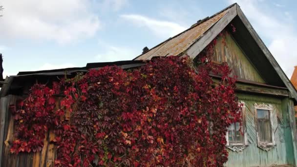 Czerwona roślinność na starym drewnianym domu. Stary drewniany domek porośnięty zielenią. — Wideo stockowe