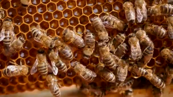 Bijen werken in korf, zetten nectar om in gouden honing en bedekken het met honingraten — Stockvideo