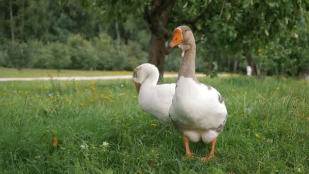 Два белых гуся на зеленой лужайке. Гусь с оранжевым носом и серой шеей — стоковое видео
