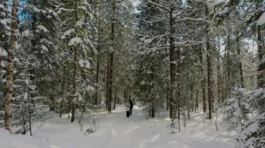 Aerial: tourists walking among snow covered trees on hiker trekking trail