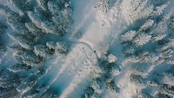 Aerial: tourists walking on hiking trail surrounded by snow covered trees — Stockvideo