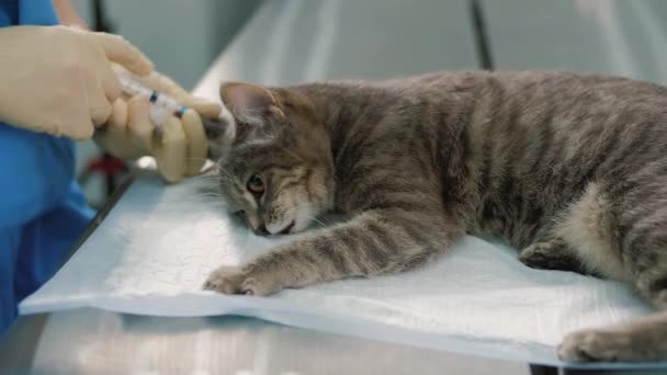Lekarz wstrzykuje kotu znieczulenie przed operacją sterylizacji — Wideo stockowe