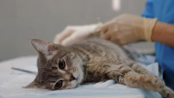 Kirurg utför sterilisering på katt på veterinärkliniken — Stockvideo