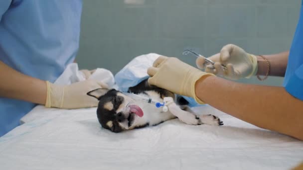 外科医と助手は獣医学クリニックでChihuahua犬を運営しています — ストック動画