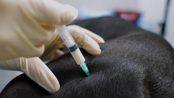 Le médecin utilise une seringue pour injecter de l'anesthésie au chien avant l'opération — Video