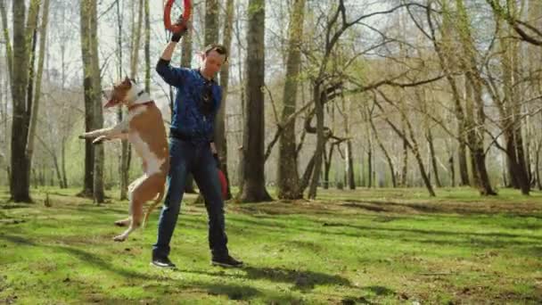 Cane che salta, vuole prendere e afferrare anello giocattolo, proprietario formazione terrier staffordshire — Video Stock