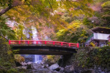 Renkli Sonbahar sezonunda Minoo Şelalesi Kırmızı Akçaağaç Yaprağı Yaprağı Yeşilliği ve Güzel Kırmızı Köprü. (Minoo Park, Osaka, Japonya).