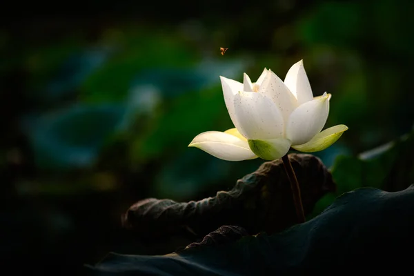 Weiße Lotusblume und fliegende Biene auf dunklem Hintergrund — Stockfoto