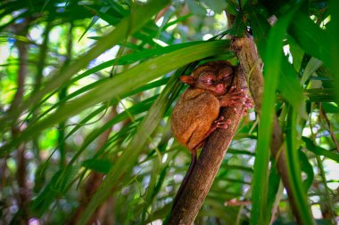 Filipinler, Bohol Adası Tarsier Mabedi 'ndeki ağaçta uyuyan Tarsier veya Tarsius Syrichta.