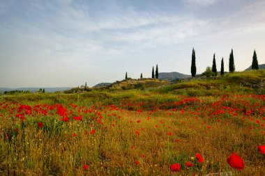 Sabah ışığında vahşi kırmızı gelincik çiçekleri..