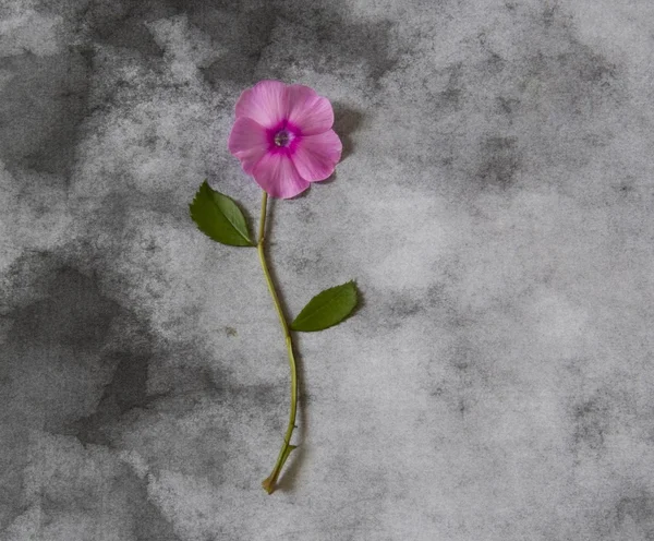 Condolence card - violet flower