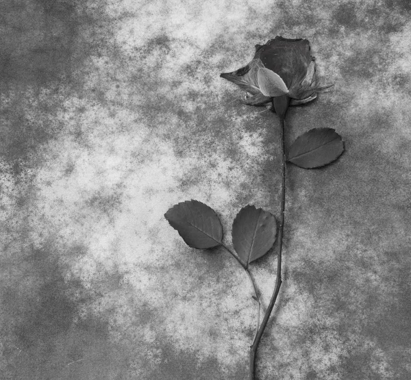 Kondolenci - šedá růže — Stock fotografie