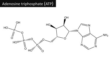 Molecular structure adenosine triphosphate (ATP) clipart