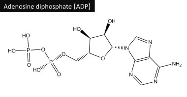 Molecular structure adenosine diphosphate (ADP) clipart