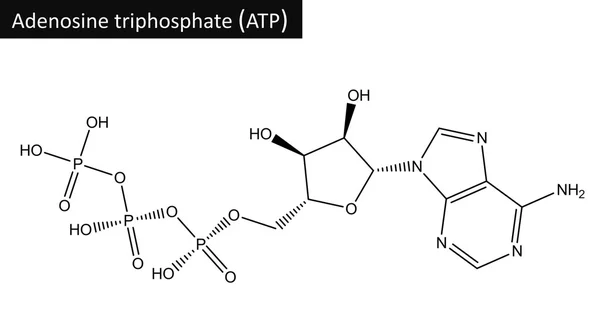 Estructura molecular trifosfato de adenosina (ATP) ) —  Fotos de Stock
