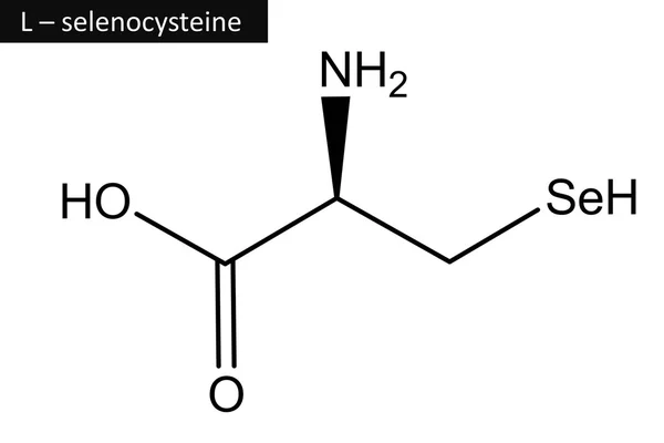 Molecular structure of L - selenocysteine — Stock Photo, Image
