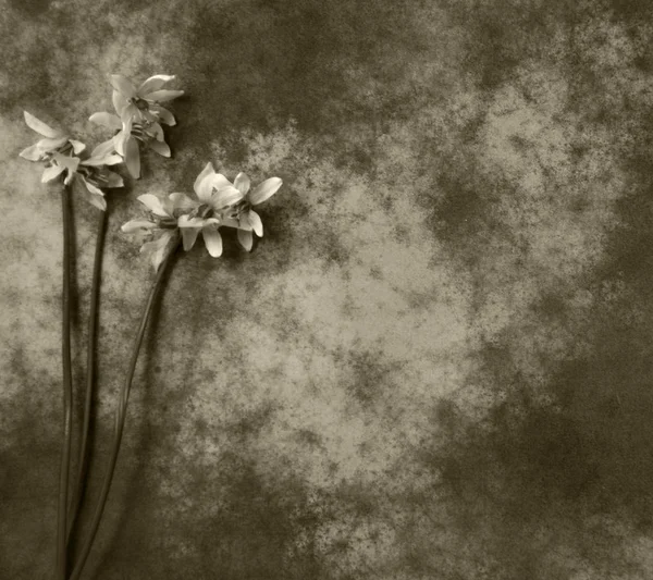 Tarjeta de condolencia - flor gris —  Fotos de Stock