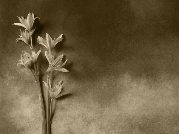 Kondolenční karta - šedé květy — Stock fotografie