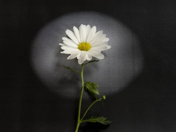 Kondolenzkarte - weiße Blume — Stockfoto